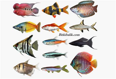 akvaryum balık isimleri listesi